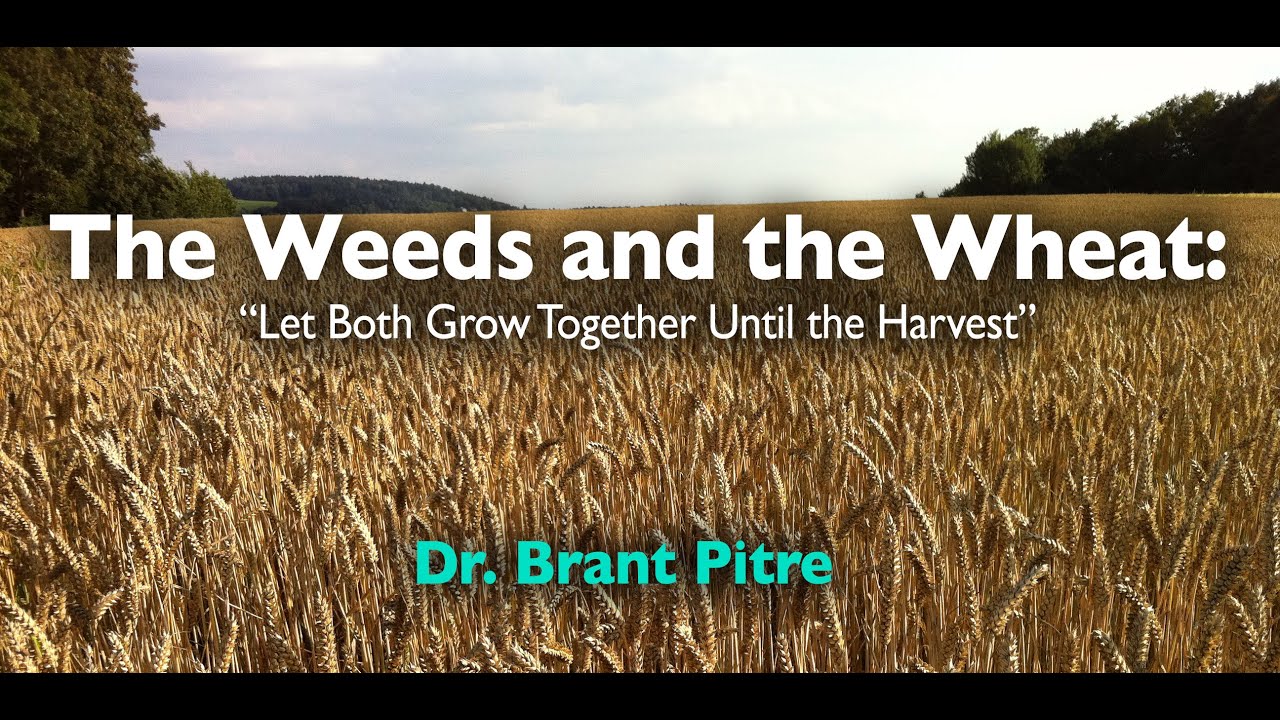 COMMENTARY – 16th Sunday of Year A