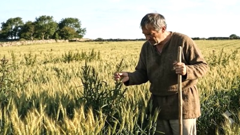 COMMENTARY – 16th Sunday in Ordinary Time (A)